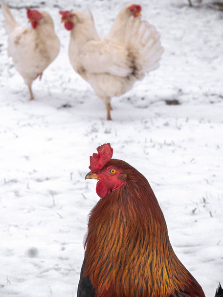 Funny or humorous close up head portrait of a male chicken or rooster with beautiful orange feathers bright red comb and wattle with a few white colored leghorn hens standing in snow in background. - Photo, Image