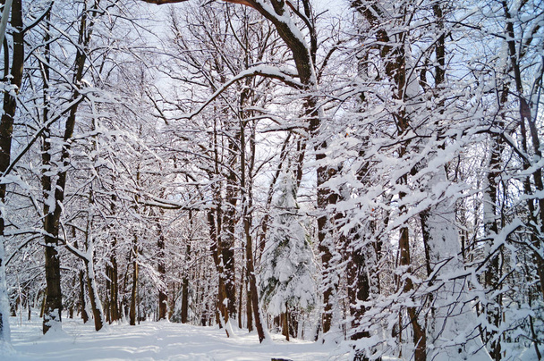 Bosque de invierno con nieve esponjosa acostado en los abetos y ramas de árboles en un día soleado y helado
 - Foto, Imagen