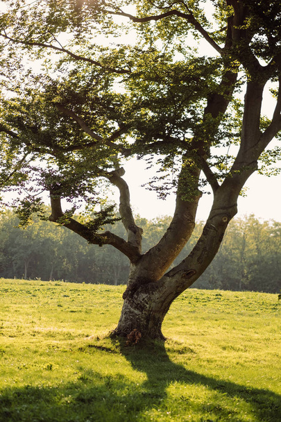 Yksinäinen iso puu niityllä
 - Valokuva, kuva