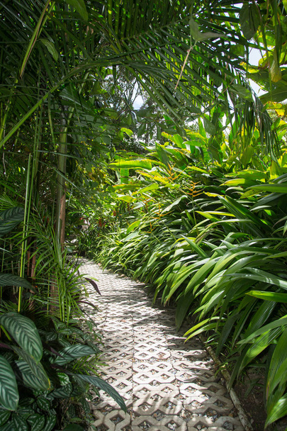 bejárati ösvény a trópusi erdők Dél-Amerikában - Fotó, kép