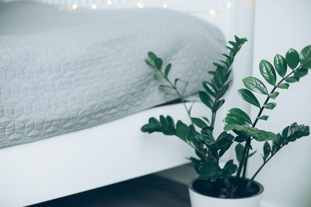 House plant green ficus in white pot on floor near the bed. White bedroom interior - Foto, Bild