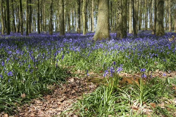 Bosques de primavera bluebell
 - Foto, Imagen