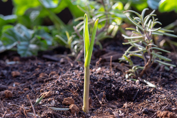 Small garlic plant in spring time  - 写真・画像