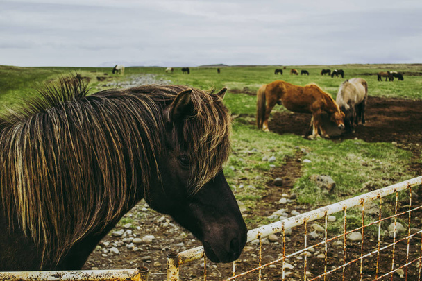 Brązowy stado koni na pastwisku. Zimne pochmurne popołudnie na farmie w Islandii - Zdjęcie, obraz