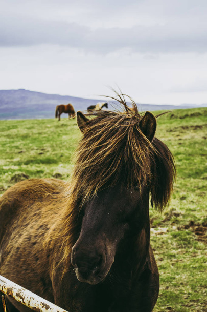 Cheval brun dans le pâturage. Après-midi nuageux à la ferme en Islande
 - Photo, image