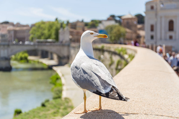 Seagull looking for food on Tiber River wall, Vittorio Emanuele II Bridge in the background. Rome, Italy. - Фото, изображение