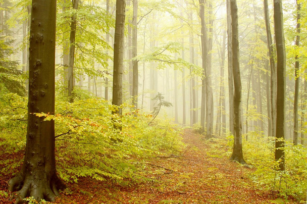 Путь, ведущий к буковым лесам
 - Фото, изображение