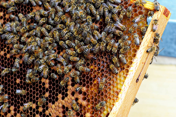 Colmenas de abejas de un apicultor al cuidado de abejas con panales y abejas melíferas
 - Foto, imagen