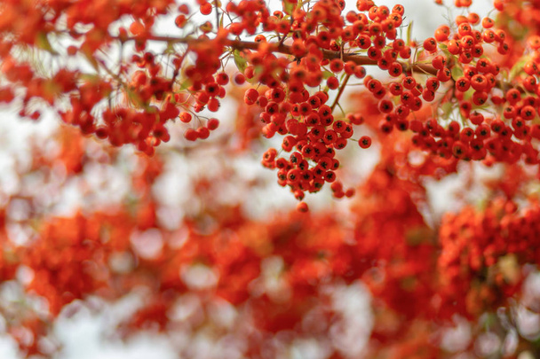 Red berries of the hawthorn grow on the branches. Small red berries with green leaves. Hawthorn autumn berries. Soft focus.  - Photo, Image