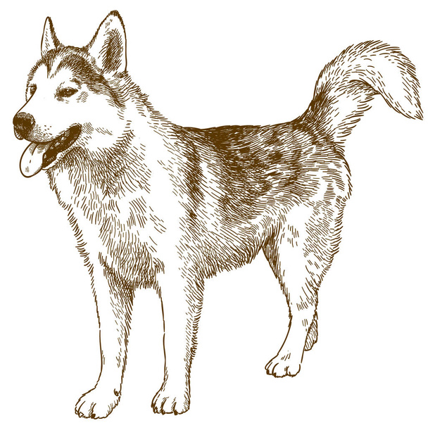 husky köpek gravür çizim illüstrasyon - Vektör, Görsel