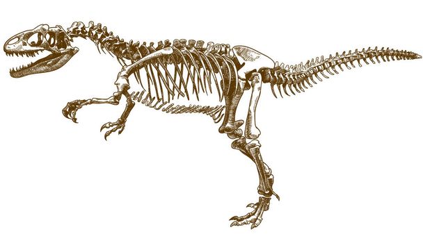 Χαρακτική εικόνα του σκελετού τυραννόσαυρου - Διάνυσμα, εικόνα