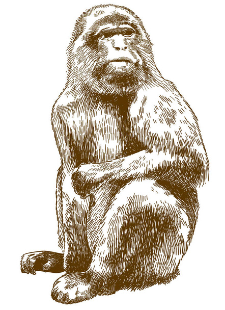 gravura desenho ilustração de macaco bárbaro
 - Vetor, Imagem