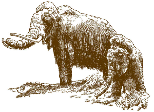 Gravierende Illustration zweier wolliger Mammuts - Vektor, Bild