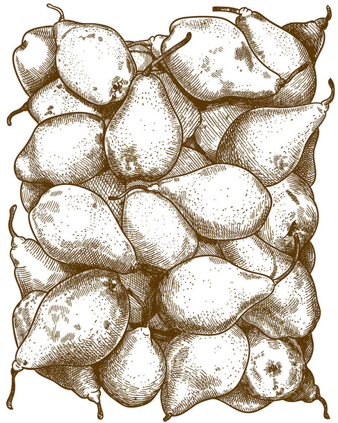 梨のイラストを彫刻 - ベクター画像