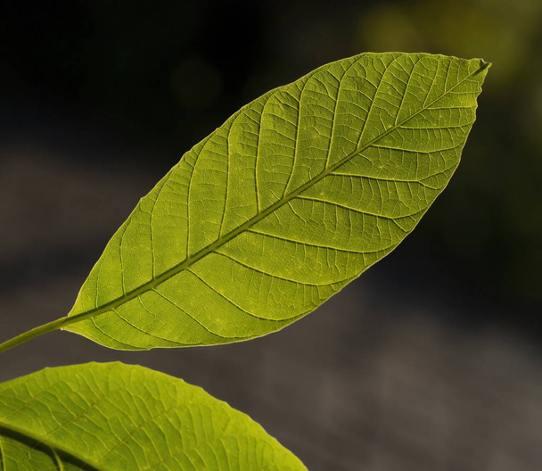 Parlak güneş ışığının fresg yeşil yaprak makro fotoğraf ön - Fotoğraf, Görsel