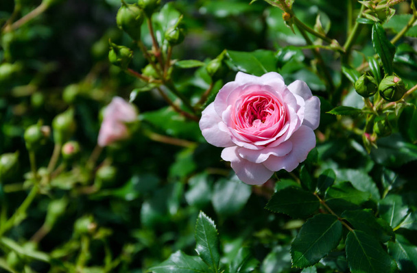 запашна квітка троянди
 - Фото, зображення