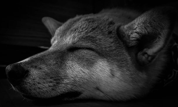 Sleeping shiba dog in Japan - Photo, Image