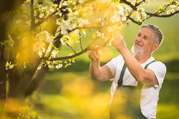 Portrait of senior man gardening, taking care of his lovely orchad - Φωτογραφία, εικόνα