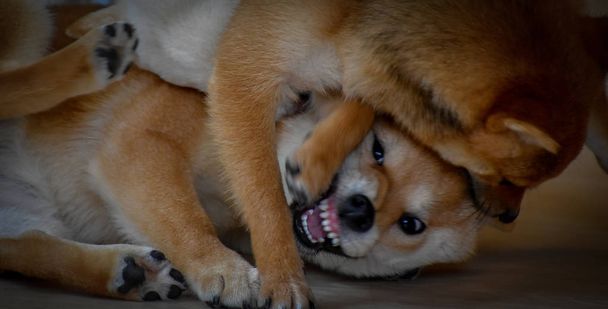 perros shiba peleando en un café shiba en Hong Kong
 - Foto, Imagen
