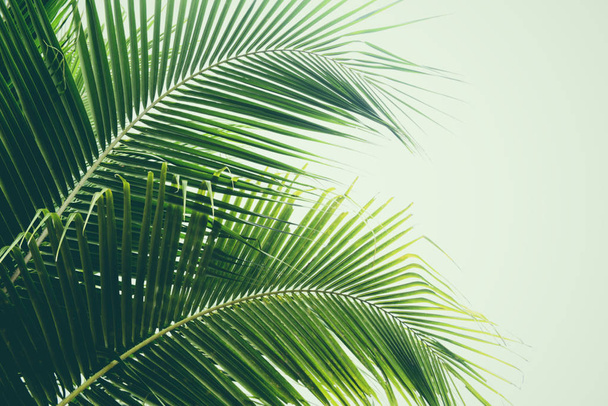 Hoja de palma verde fresca sobre hojas de plantas tropicales de cocoteros
 - Foto, imagen