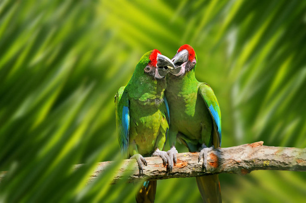 Retrato de loro en la selva
 - Foto, Imagen