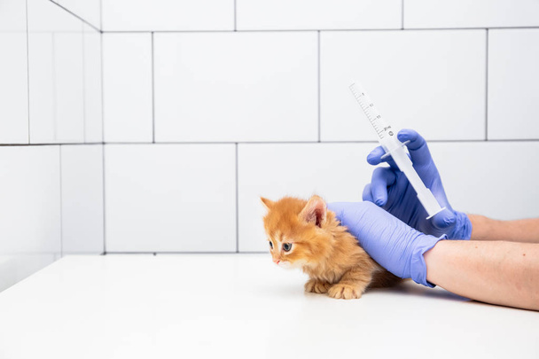 Chequeo y tratamiento de un gatito jengibre por un médico en una clínica veterinaria aislado sobre fondo blanco, vacunación de mascotas
. - Foto, Imagen