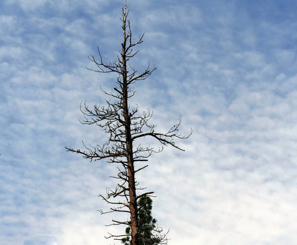Leafless top part of a tall pine tree, with gorgeous skies in the background - 写真・画像
