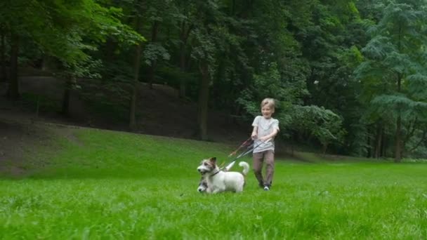 Lets play together concept. Caucasian blond child boy walk and run with his two dogs Jack Russell Terrier by park in morning. Full height - Filmmaterial, Video