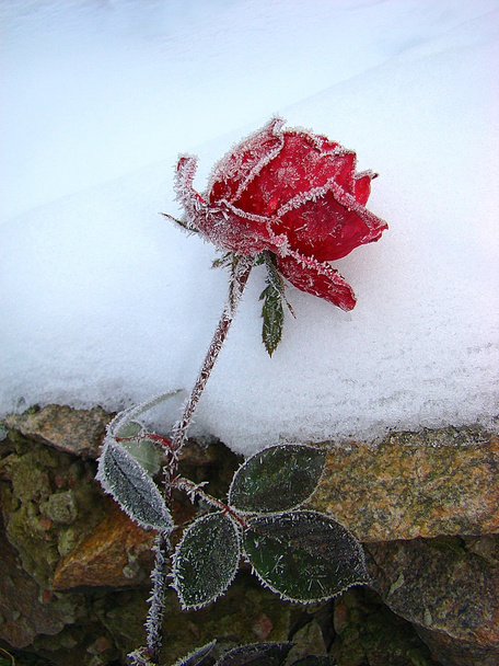 roos in de sneeuw - Foto, afbeelding