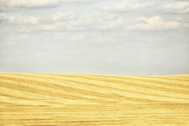 Fields of grain with the harvest with an interesting striped pattern and the sky. Minimalism of fields and open spaces. - Fotografie, Obrázek