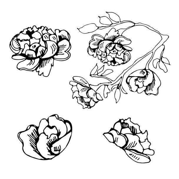 Conjunto monocromático de elementos de flores florecientes de rosa. Dibujo de tinta dibujado a mano aislado sobre fondo blanco
. - Vector, Imagen