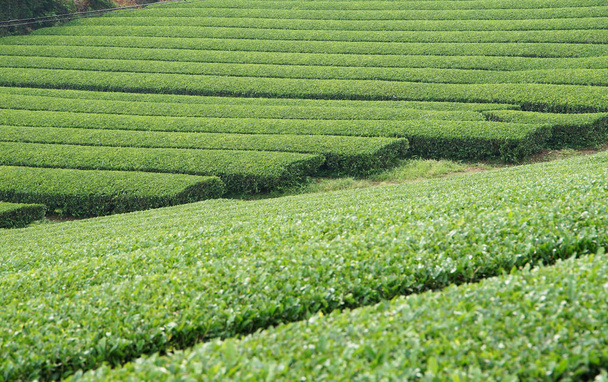 Campo para o chá verde do chá verde japonês do dia em que estava bem
                               - Foto, Imagem