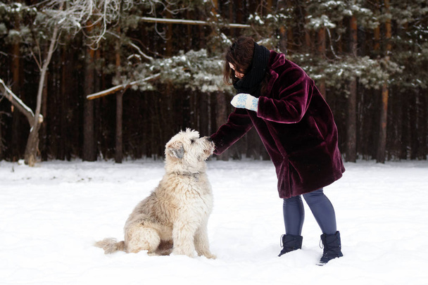 Owner playing with her dog. South Russian Shepherd Dog on a background of winter coniferous forest. - Fotoğraf, Görsel