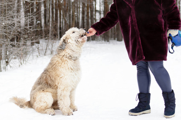 Feeding dog by owner hand. South Russian Shepherd Dog for a walk in wintertime. - Valokuva, kuva