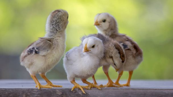 4 yellow baby chicks on wood floor behind natural blurred backgr - 写真・画像