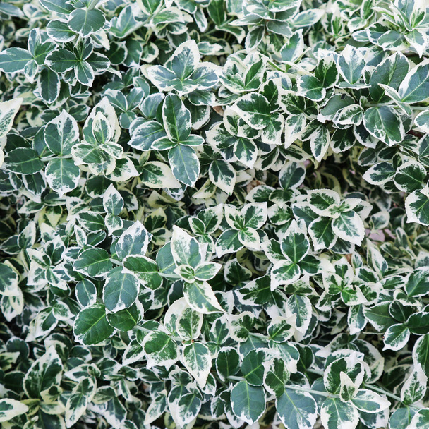 Fondo natural. Euonymus fortunei Esmeralda Gaiety con verde
  - Foto, imagen