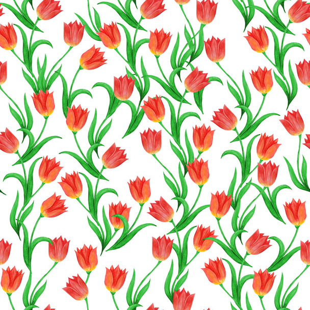 白い背景に隔離されたチューリップの花のシームレスなパターン.   - 写真・画像