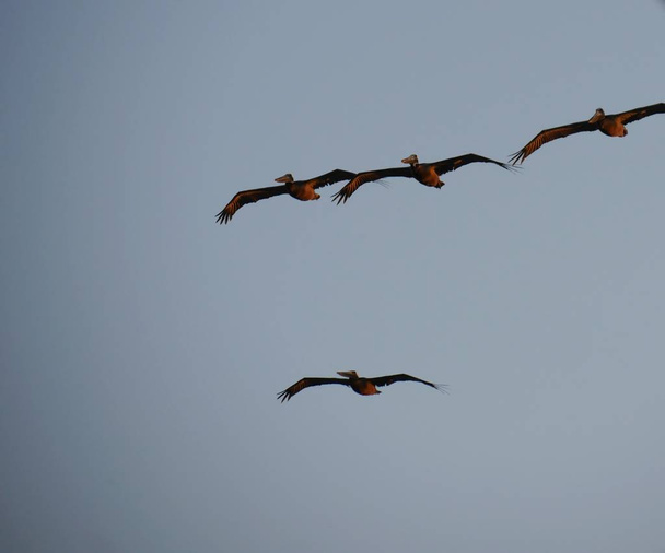 Силуэт и фотографии летающих птиц
  - Фото, изображение