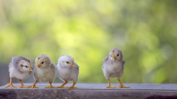 4 yellow baby chicks on wood floor behind natural blurred backgr - Фото, изображение