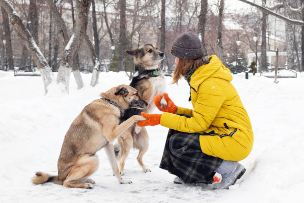 Fiatal nő vele két kutya egy havas téli parkban. Kutyák ad paws-hoz tulajdonos. - Fotó, kép