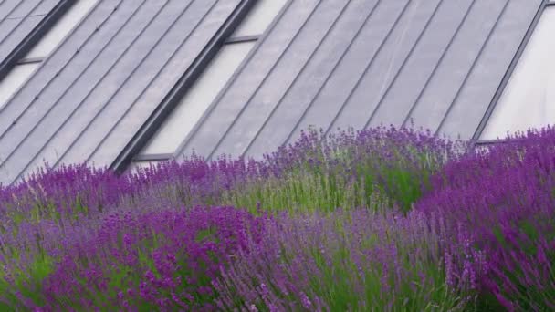 Eco roof and windows of passive house near lavender flowers at windy day. Energy-saving living wall of on power efficient house with glasses on sustainable building and flowering flowerbed. Passively heated multistory building housetop, plants - Footage, Video