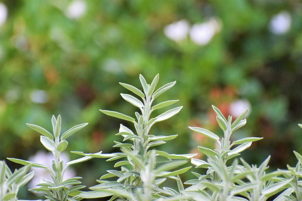 Salvia divinorum bella pianta di erbe
 - Foto, immagini