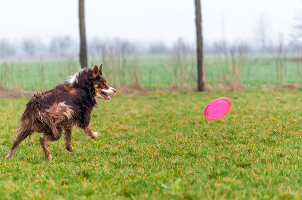 Ένα σκυλί με σύνορα που παίζει με το φρίσμπυ. - Φωτογραφία, εικόνα