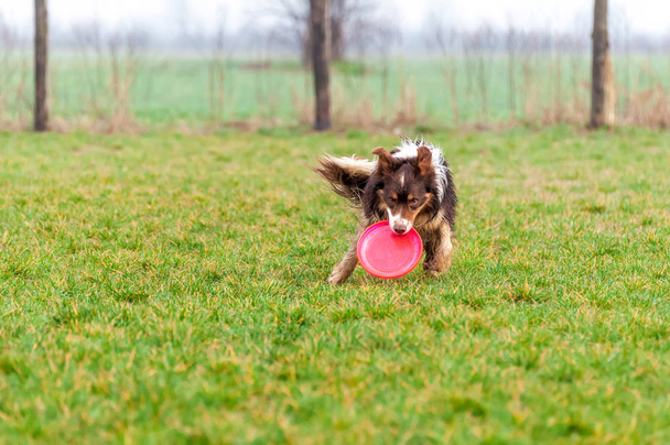Une frontière collie chien jouer avec un frisbee
 - Photo, image