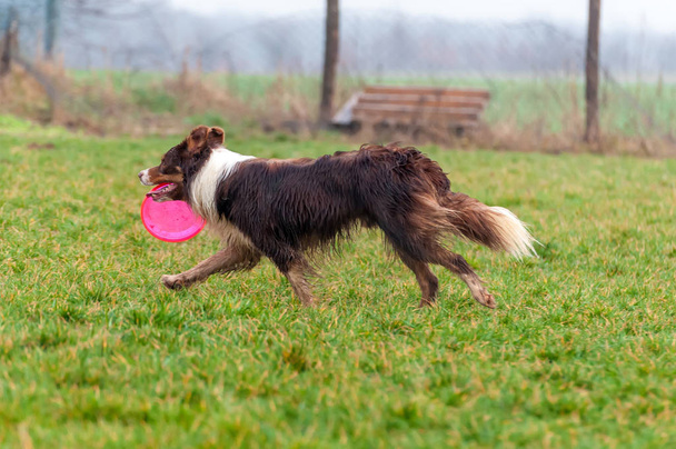 Border Collie pies gra z Frisbee - Zdjęcie, obraz