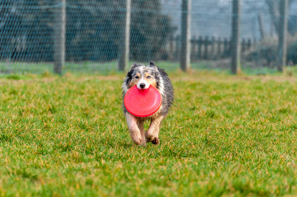 Um cão collie fronteira brincando com um frisbee
 - Foto, Imagem