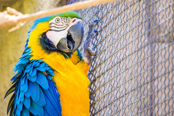 Bir kafes içinde esaret bir mavi ve altın macaw, bir f tünemiş - Fotoğraf, Görsel