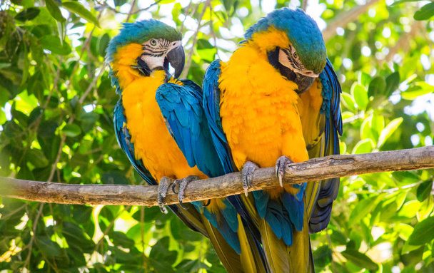 Ένα ζευγάρι μπλε και χρυσά μακάρα που ποζάρουν σε ένα κλαδί - Φωτογραφία, εικόνα
