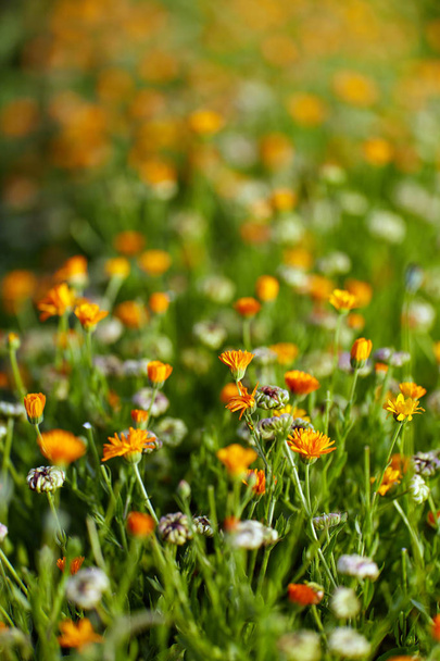 Bed of pot marigold flowers in the garden - Foto, immagini