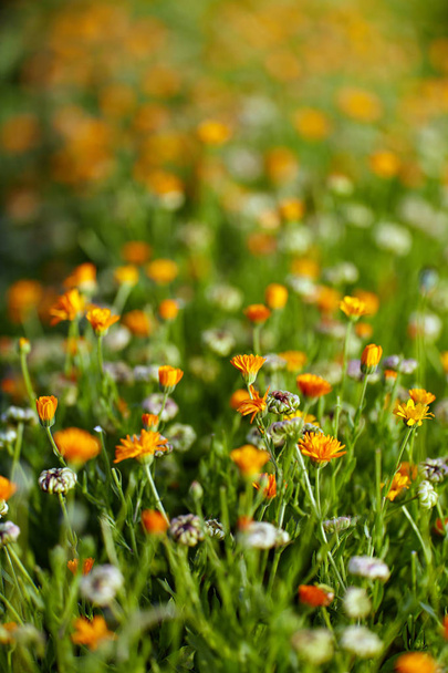 Bed of pot marigold flowers in the garden - Foto, immagini